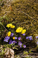 Image showing spring flowers