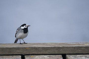 Image showing white wagtail