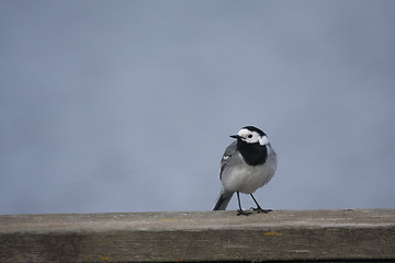 Image showing white wagtail