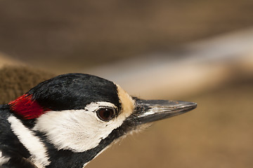 Image showing greater spotted woodpecker