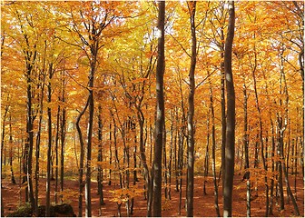 Image showing Autumn forest.