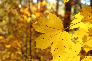 Image showing Autumn leaves.