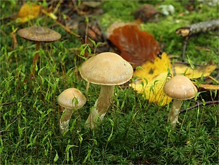 Image showing Mushrooms