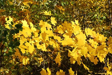 Image showing Autumn leaves.