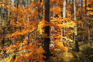 Image showing Autumn forest.