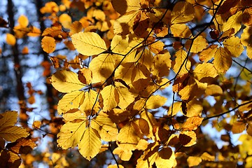 Image showing Autumn leaves.