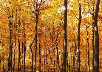 Image showing Autumn forest.