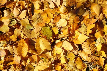 Image showing Autumn leaves.