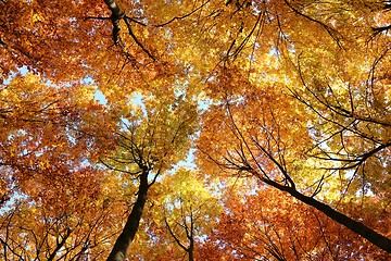 Image showing Autumn forest.