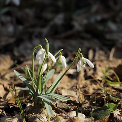 Image showing Snowdrops