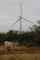 Image showing cow and a windmill