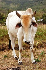 Image showing cow