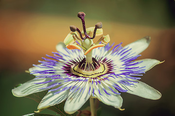 Image showing Flower of Passiflora in the garden.