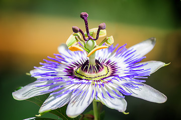 Image showing Flower of Passiflora in the garden.