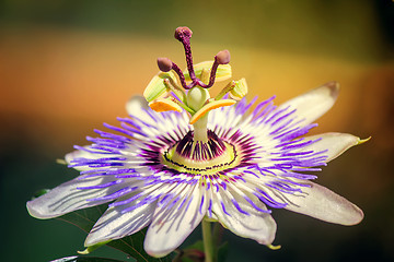 Image showing Flower of Passiflora in the garden.