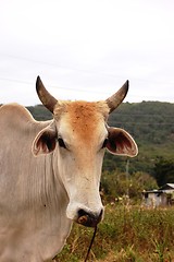 Image showing cow's face