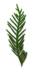 Image showing Thuja branch