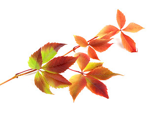 Image showing Multicolor autumn twig of grapes leaves on white