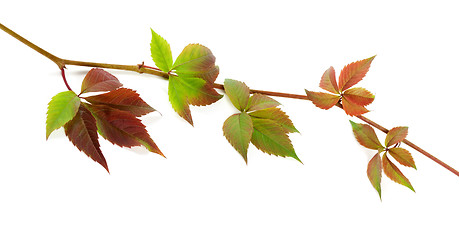 Image showing Multicolor twig of grapes leaves on white