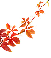 Image showing Twig of autumnal grapes leaves on white