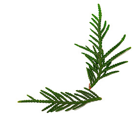 Image showing Green twigs of thuja on white background