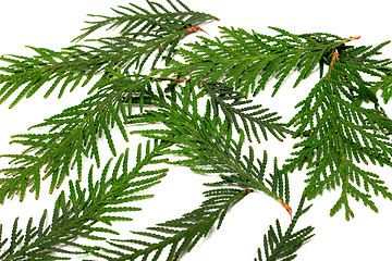 Image showing Green twigs of thuja