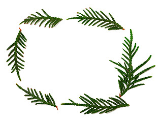 Image showing Thuja branchs on white with copy space