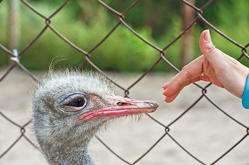 Image showing Woman hand and ostrich 