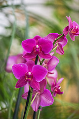 Image showing orchids at botanical garden