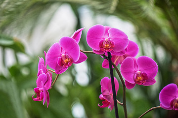 Image showing orchids at botanical garden