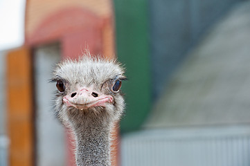 Image showing Portrait of an ostrich 