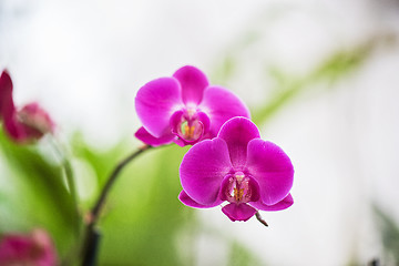 Image showing orchids at botanical garden