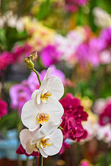 Image showing orchids at botanical garden