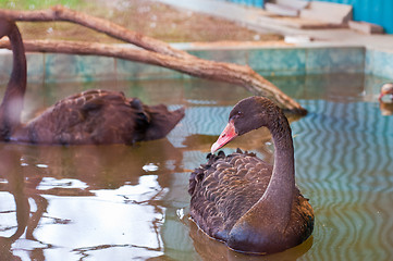 Image showing Swimming black swan