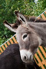 Image showing Donkey closeup portrait 