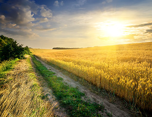 Image showing Wheat under sunlight