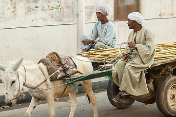 Image showing Egyptian men ride his donkey chariot