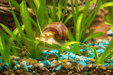 Image showing Striped brown snail crawling on a leaf Ampularia eel