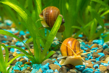 Image showing Two big snails in the aquarium Ampularia