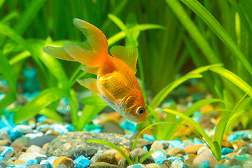 Image showing Goldfish in the ground looking for food in aquarium