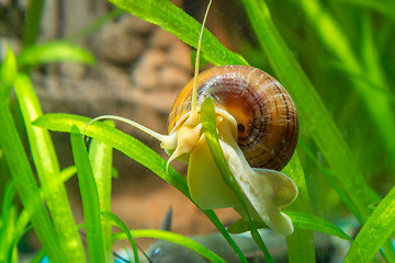 Image showing Ampularia snail crawling on a leaf aquarium plants