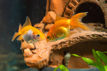 Image showing Two goldfish in the background cave in the aquarium