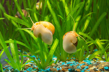 Image showing Two big snails in the aquarium Ampularia