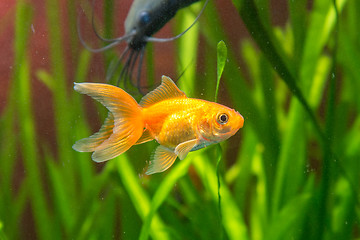 Image showing Goldfish in an aquarium, with the background Stinging catfish and plants
