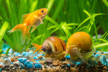 Image showing A goldfish swims by two snails Ampularia