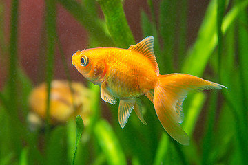 Image showing A goldfish in a tank with dirty water