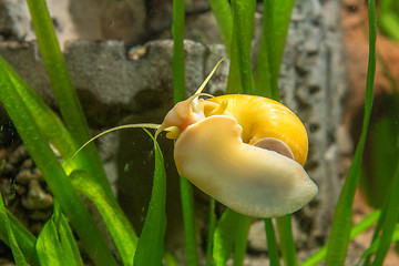 Image showing Adult Ampularia snail crawling on the glass of the aquarium