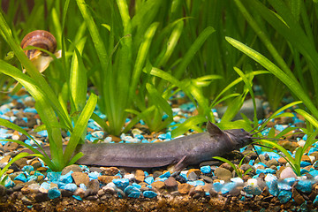 Image showing Stinging catfish lies on the ground of the aquarium