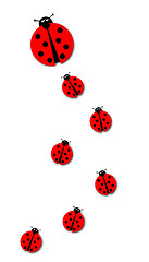 Image showing Many Ladybugs