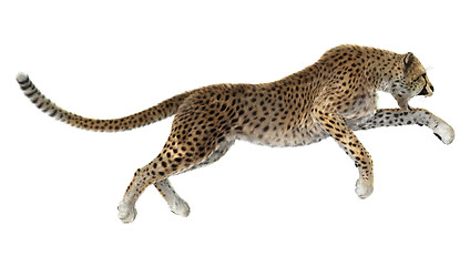 Image showing Big Cat Cheetah